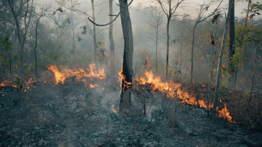 The Climate Emergency